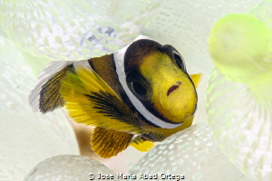 Very small and shy clownfish by Jose Maria Abad Ortega 